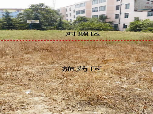 草甘膦高銨鹽防除雜草效果